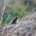 Reed bunting