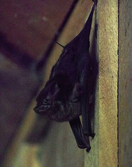 During the day, the bats hang out behind the bar