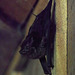 During the day, the bats hang out behind the bar