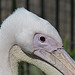 Great White Pelican (2) - 21 May 2019