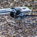 Pied wagtail