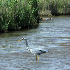 EOS 90D Peter Harriman 14 15 05 24837 GtreyHeron dpp