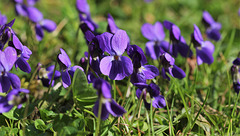 Violettes