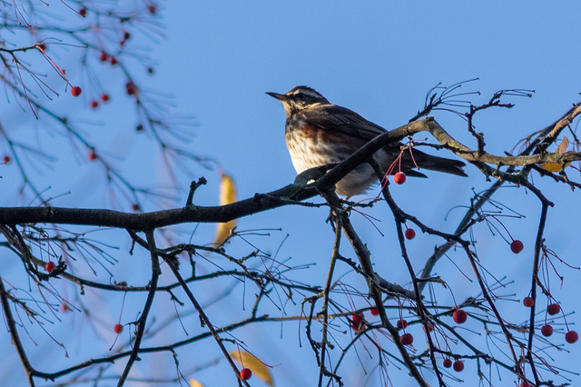 Redwing