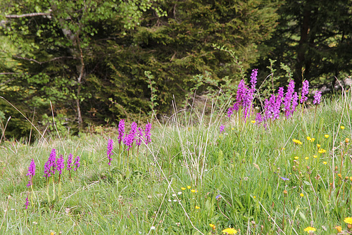 Knabenkäuter - wilde Orchideen