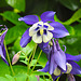 20230521 0194CPw [D~LIP] Akelei (Aquilegia agg), Bad Salzuflen