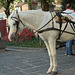 Horse and trap, Sorrento