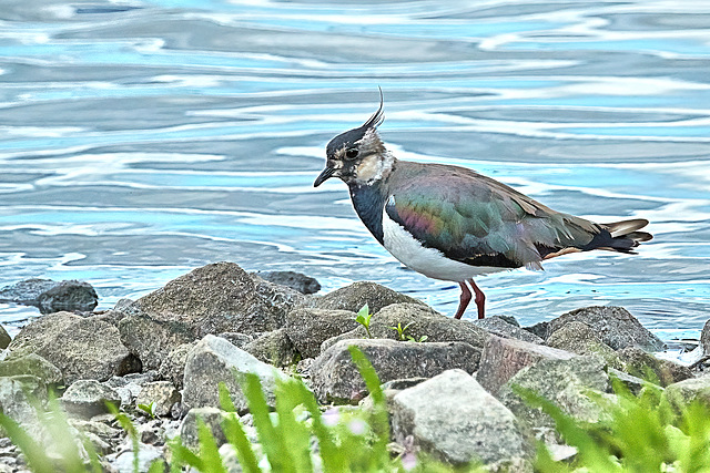 Lapwing - Vanellus vanellus