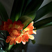 Clivia