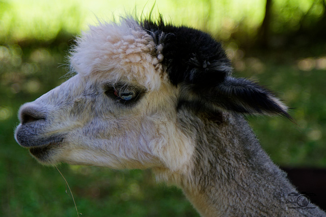 IMG 9162 DxO 3