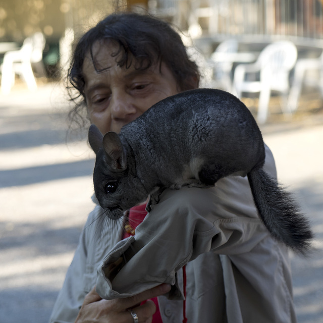 A soft and sociable friend - Chinchilla