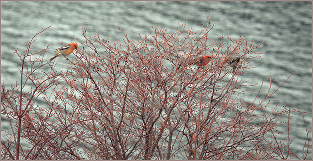 Another shot of Easter's grosbeaks