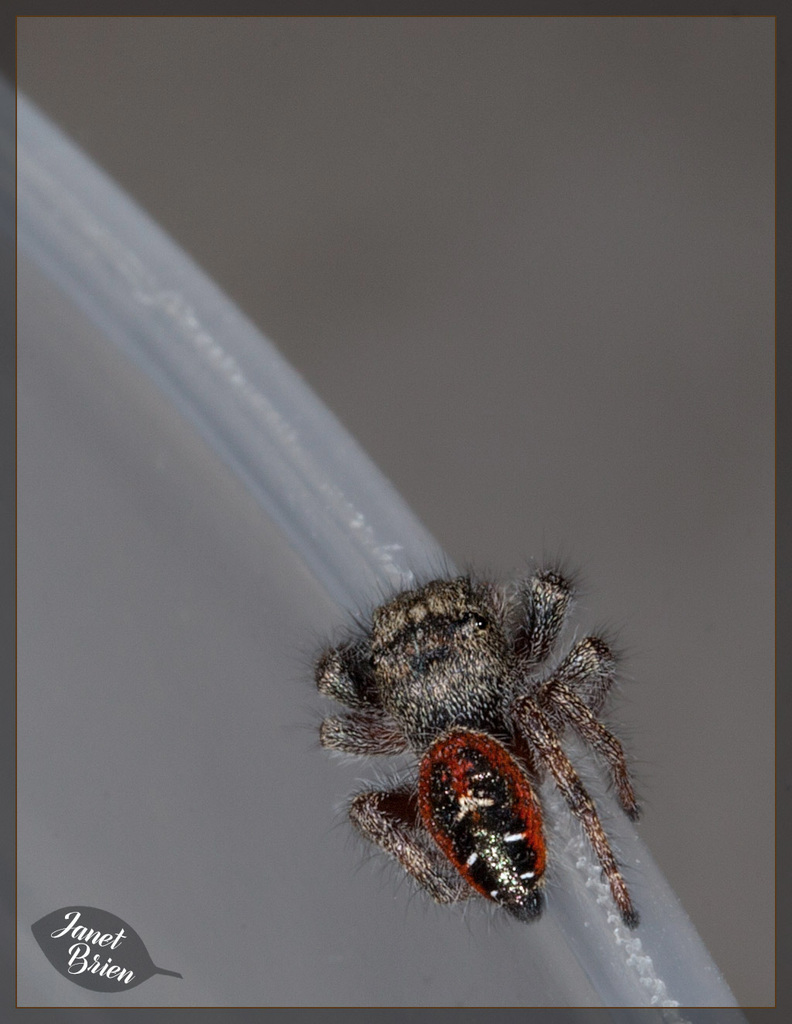 105/366: Jumping Spider Derriere