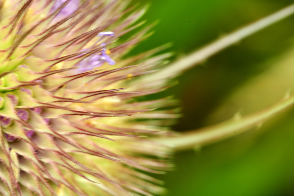 Teasel 2