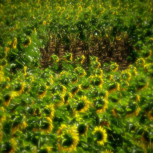 Sunflowers