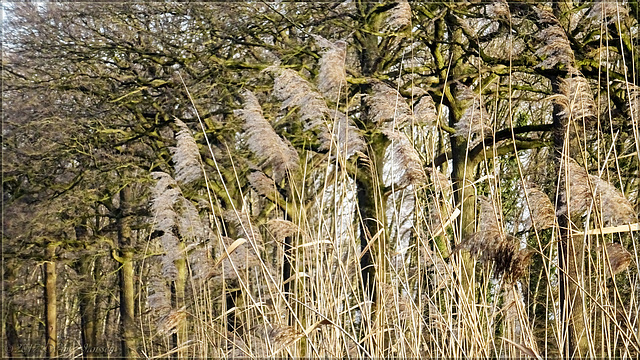 Het-Goor-20170129-164135