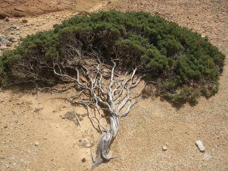 vom Wind gebeugt