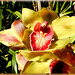 Cymbidium hybrid orchid flowers. ©UdoSm
