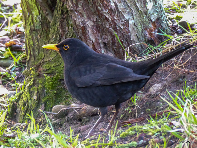 This blackbird shadows me but not brave enough to eat from my hand, like the Robin...