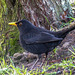 This blackbird shadows me but not brave enough to eat from my hand, like the Robin...