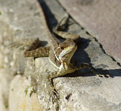 Common Basilisk, juvenile
