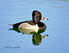 Ring-necked duck (Aythya collaris)