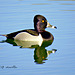 Ring-necked duck (Aythya collaris)