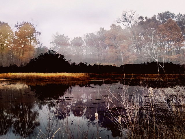November mood at the pond