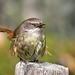 ♀ Séricorne à sourcils blancs (Sericornis frontalis) -  Lieu : Sud-Est Australie - Photo : Benjamint444 (2007) - Creative Commons Attribution - Partage aux Mêmes Conditions 3.0 (non transposée).