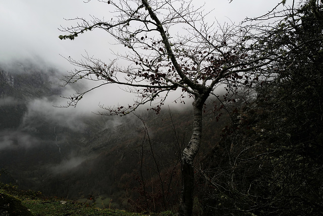 Oseja de Sajambre, Picos de Europa