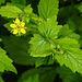 20230521 0195CPw [D~LIP] Echte Nelkenwurz (Geum urbanum), Bad Salzuflen