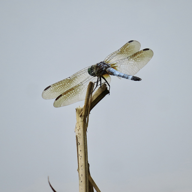 Little blue dragonlet