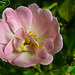 20240601 0229CPw [D~LIP] Rose (Rosa 'Sternenhimmel'), BS