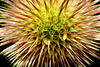 Teasel 1