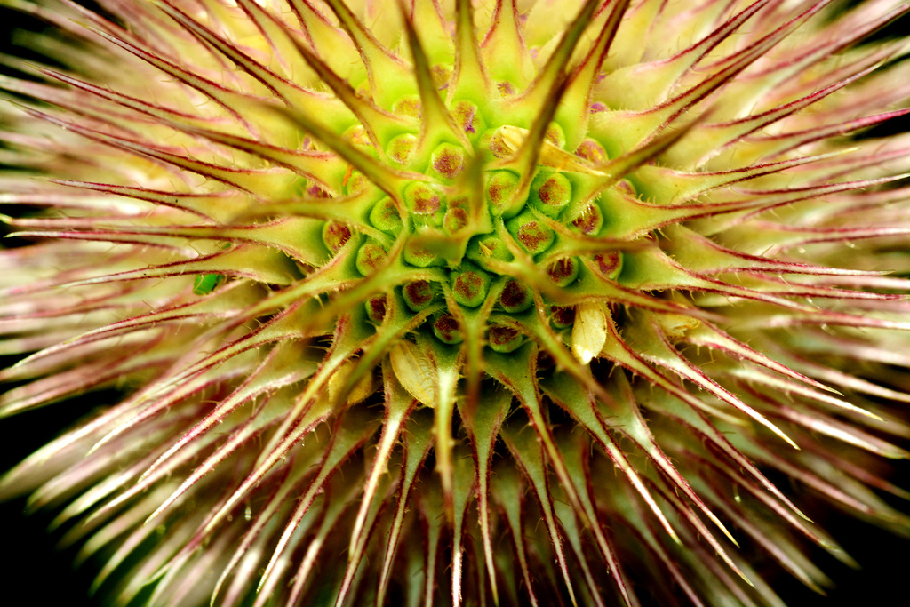 Teasel 1