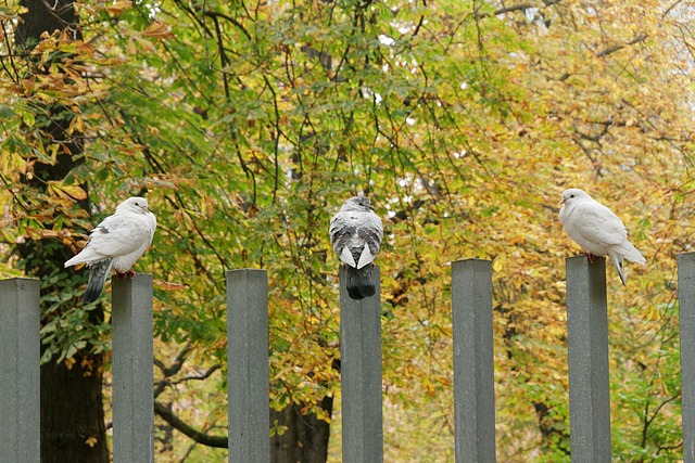 Les pigeons symétriques