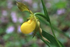 Northern Yellow Lady's Slipper