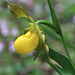 Northern Yellow Lady's Slipper