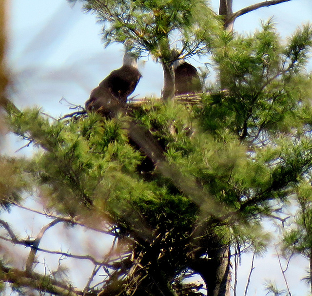 From a distance of several hundred feet I spotted this pair of Bald Eagles today.