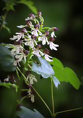 Orchis pourpre