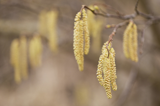 Hazel catkins.