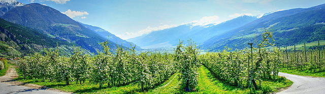 Apfelblüte im Vintschgau. ©UdoSm