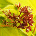 20230521 0197CPw [D~LIP] Gold-Ahorn (Acer shiras 'Aureum'), Bad Salzuflen