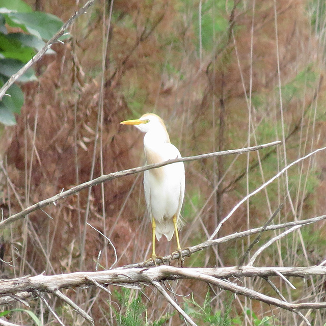 Cattle egret