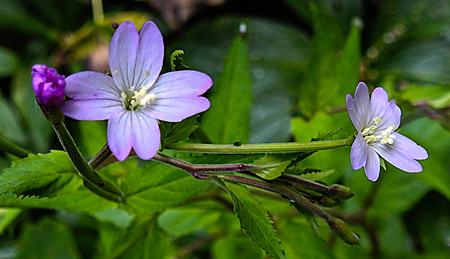 20240601 0231CPw [D~LIP] Berg-Weidenröschen (Epilobium montanum), BS