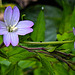 20240601 0231CPw [D~LIP] Berg-Weidenröschen (Epilobium montanum), BS