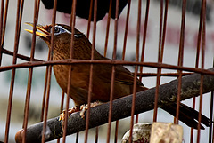 Garrulaxe Hoami (sourcil peint) passereau