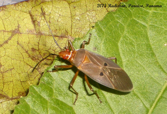 50 Assassin Bug 1