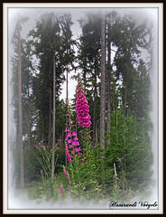 Leuchtende Farben im Wald