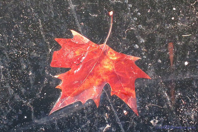 Leaf in Ice